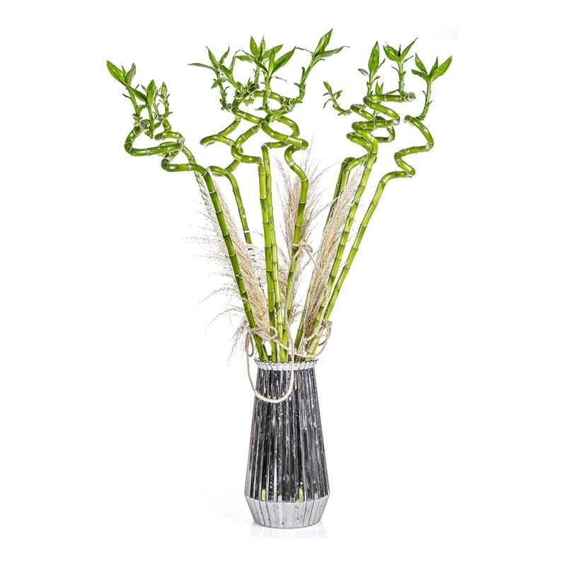 Lucky Bamboo
