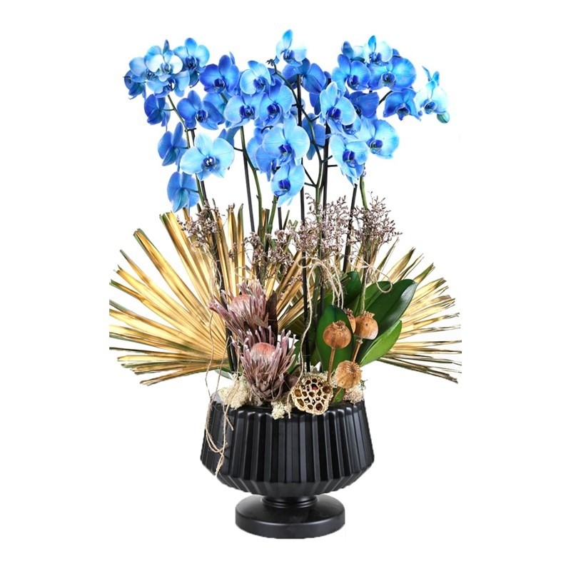 Magic Blue Orchids
