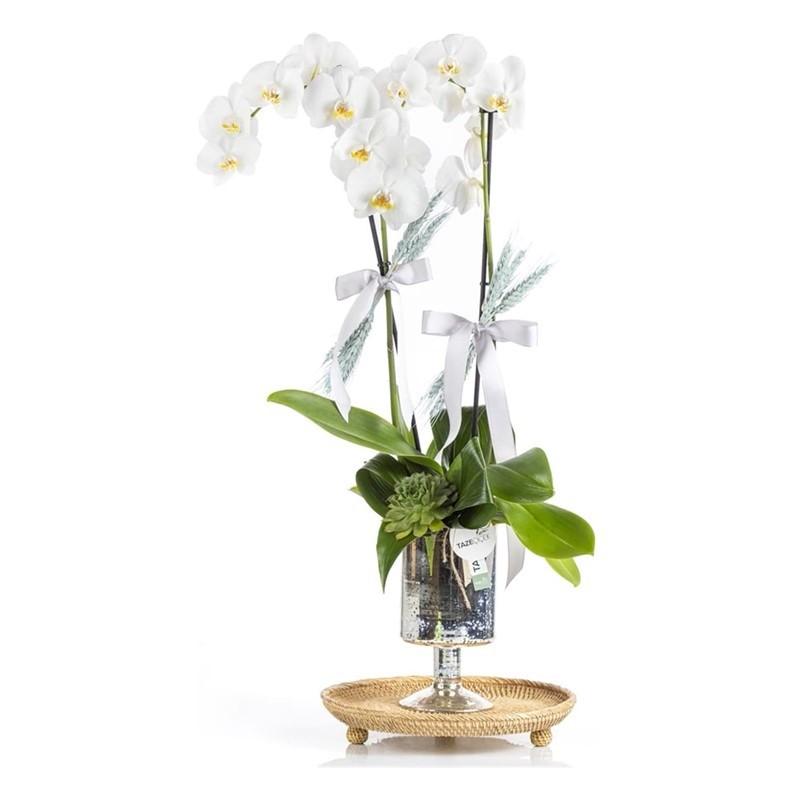 Premium Orchid Garden