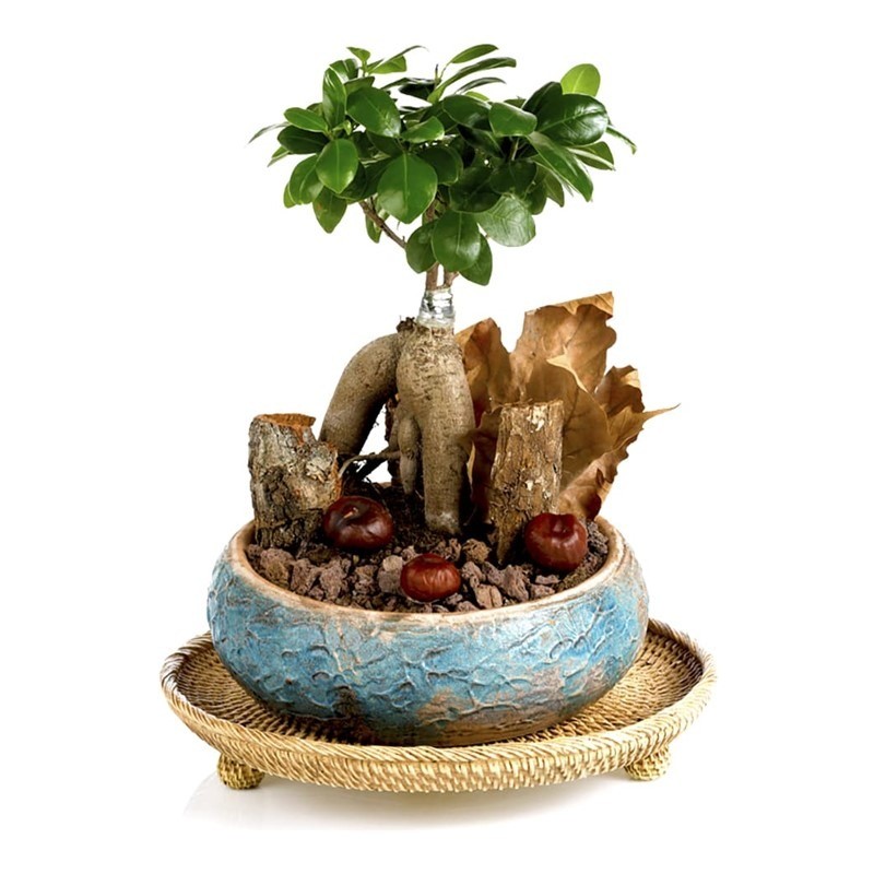 True Affection Bonsai