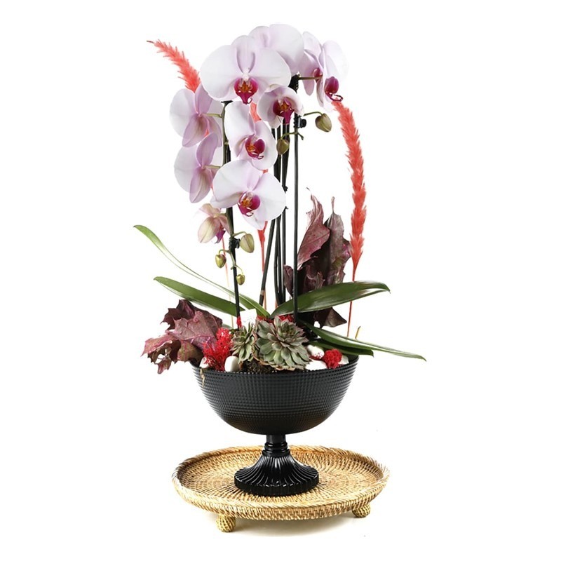 Deluxe Curling Orchid