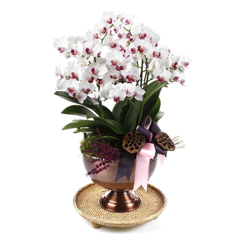 Deluxe Pink & White Orchid