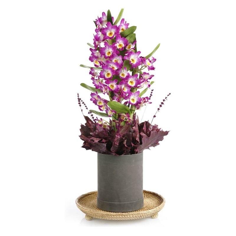 Masterful Watercolor Dendrobium